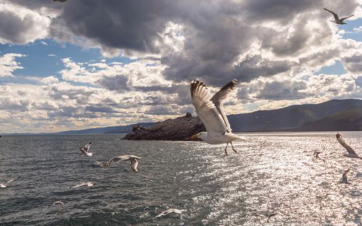Байкал, чайки, Фото