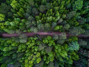 Сибирский лес, Фото