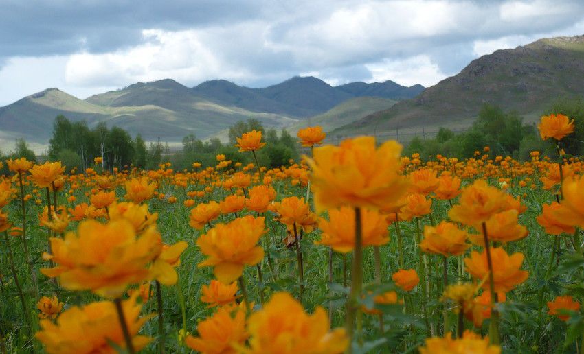 Цветы огоньки фото хорошего качества