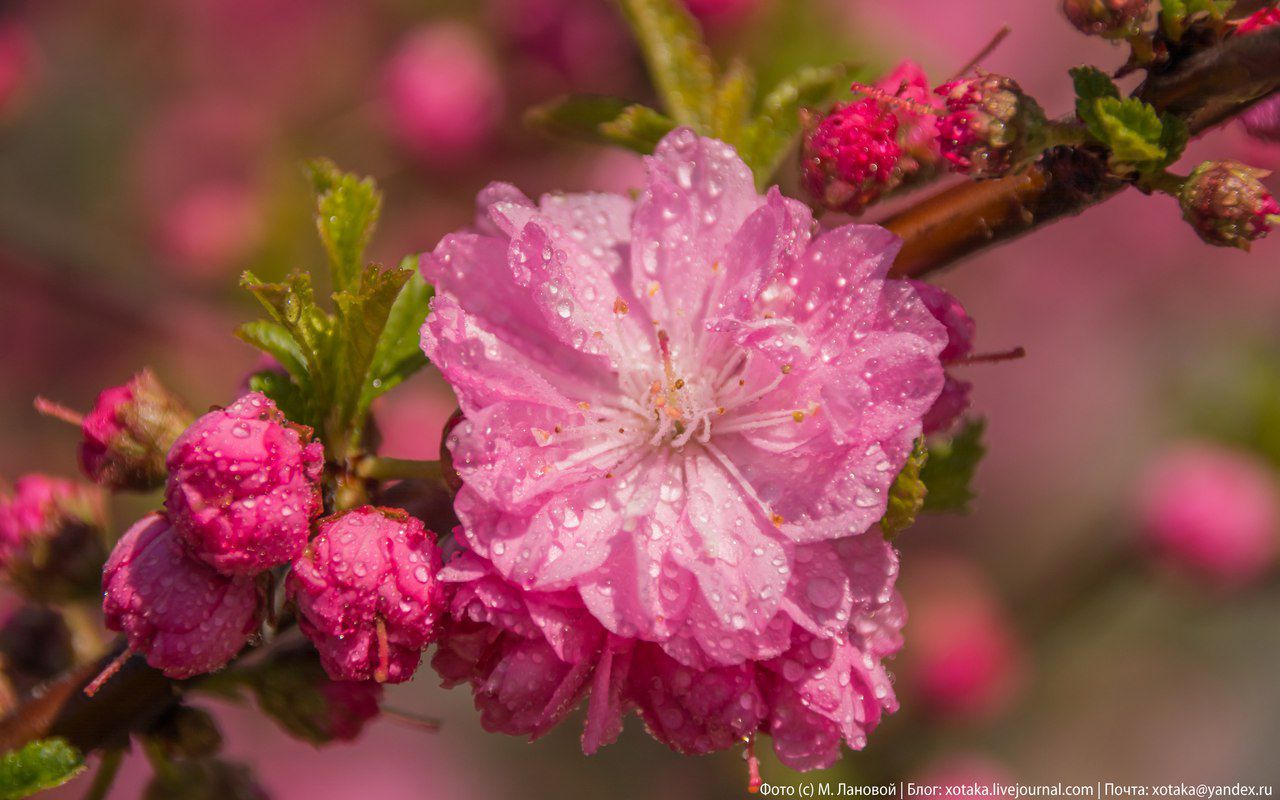 Цветение сакуры, Фото