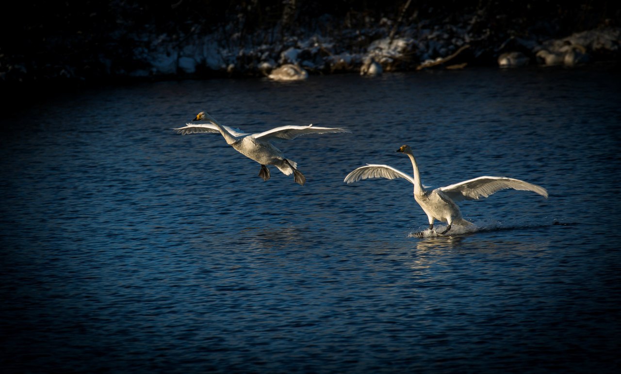 Лебединое Озеро Алтайский Край Фото