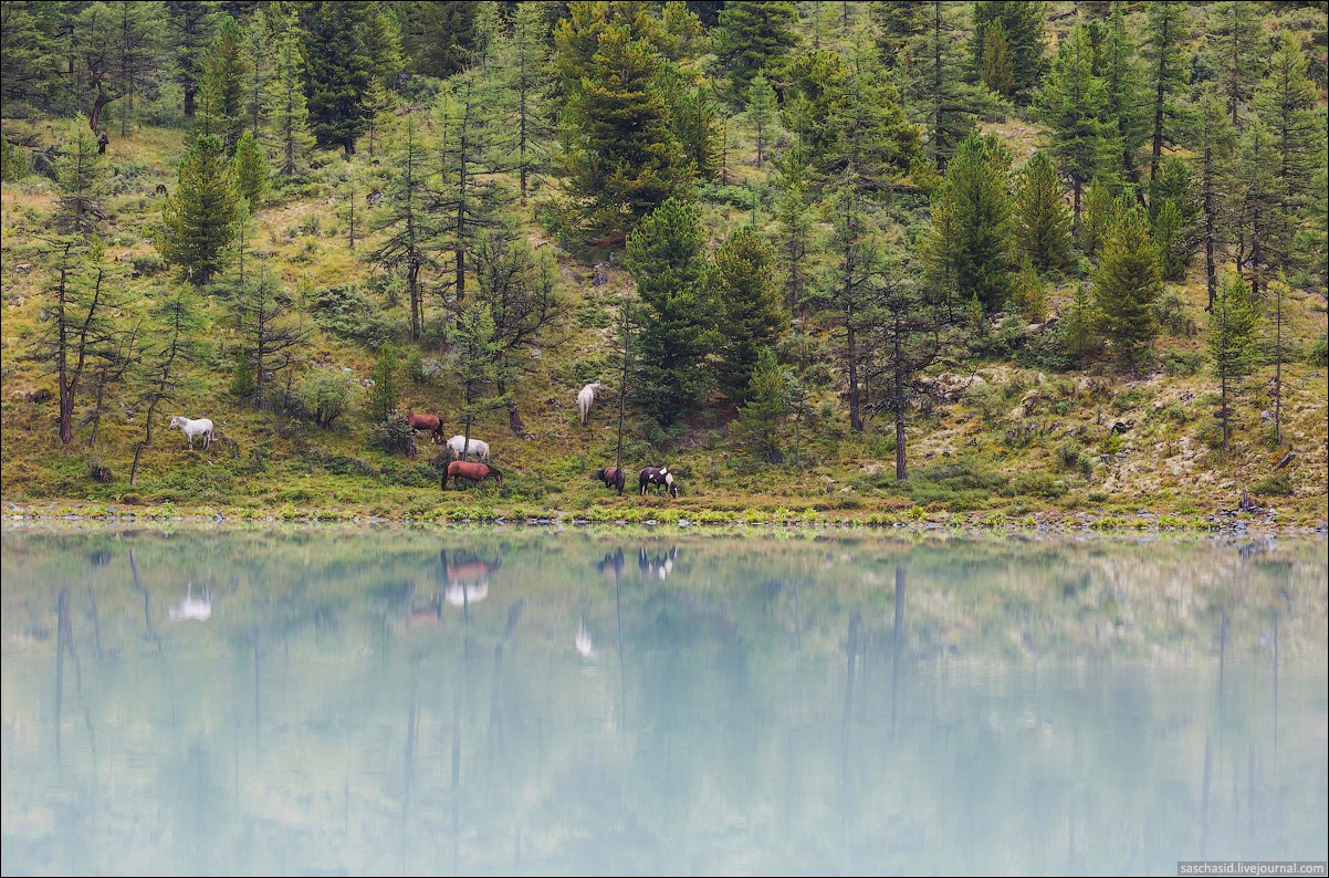 Лошади, Аккемского озера, Алтай, Фото
