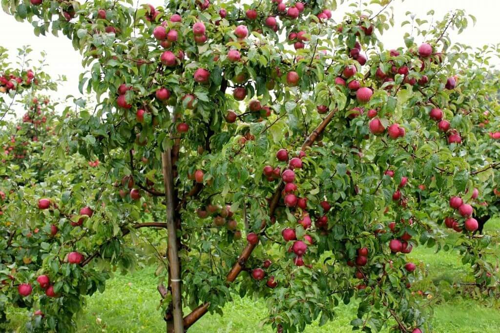 Фруктовое дерево - яблоня