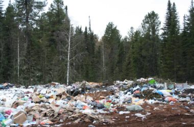 Типичная свалка мусора в лесу