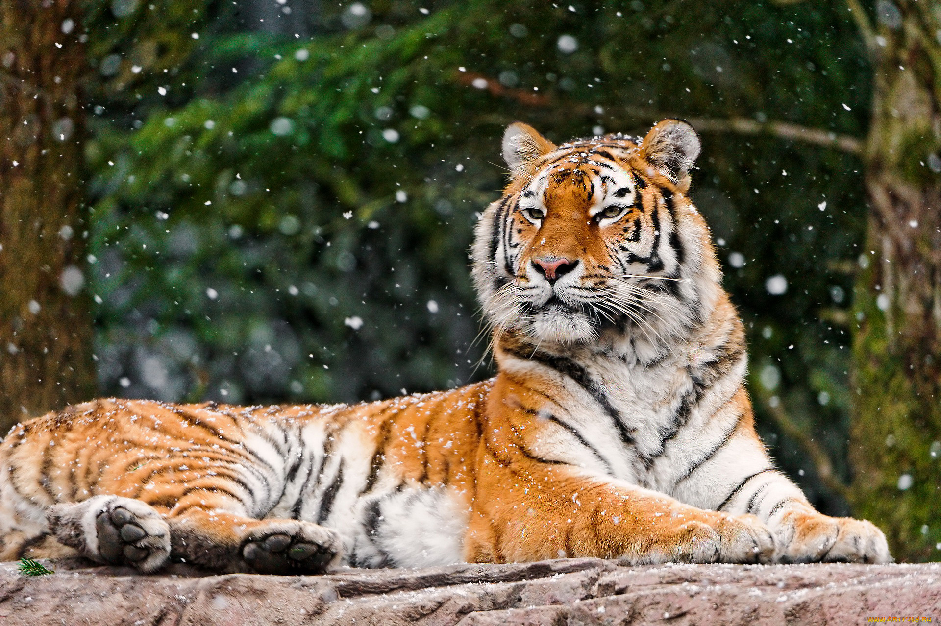 Амурский тигр: сколько их осталось в природе – Это Сибирь!