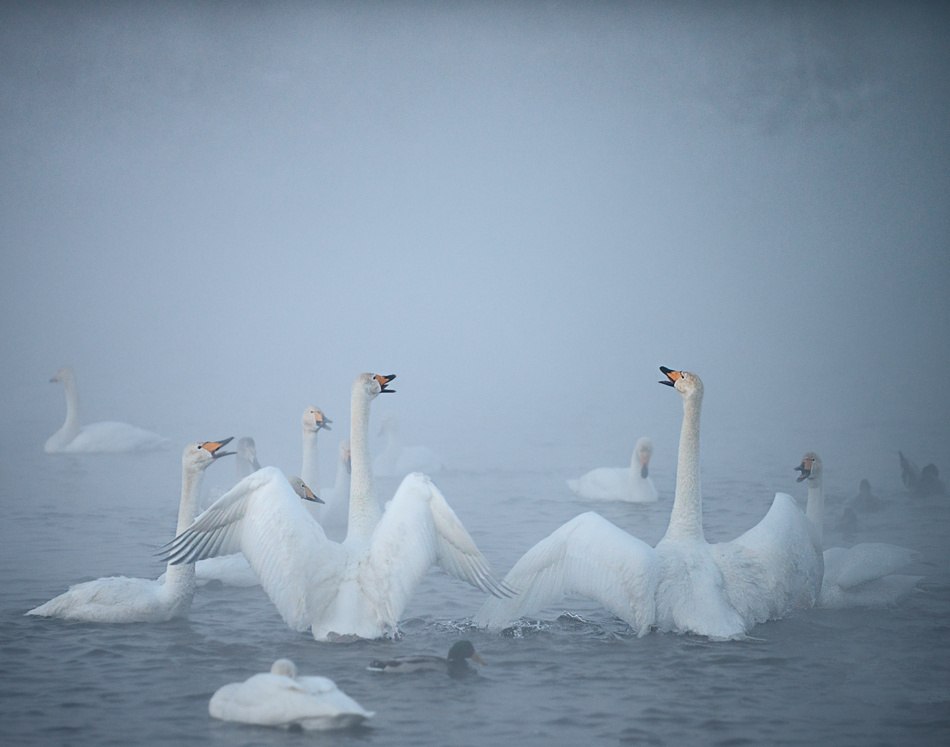 Кооператив лебединое озеро noize. Стая лебедей. Лебеди в тумане. Стая лебедей на озере. Лебединое озеро иллюстрации.
