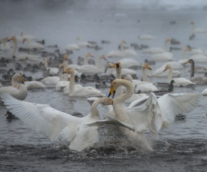 Лебеди, Озеро, Алтайский край, Фото